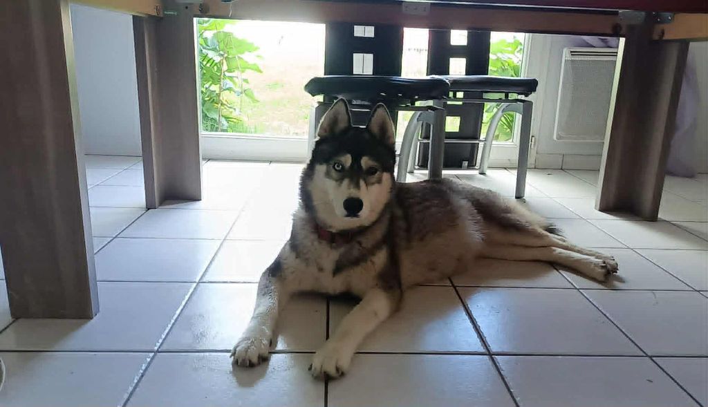 P-laika Du Clan Des Abélias