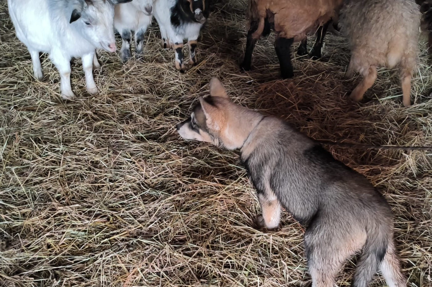 Les chiots avec les chèvres et moutons