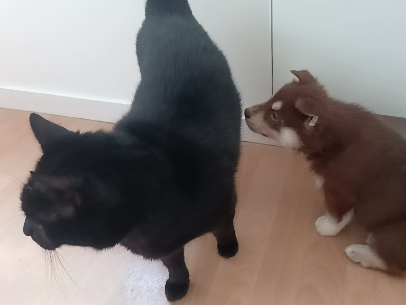 Les chiots et les chats