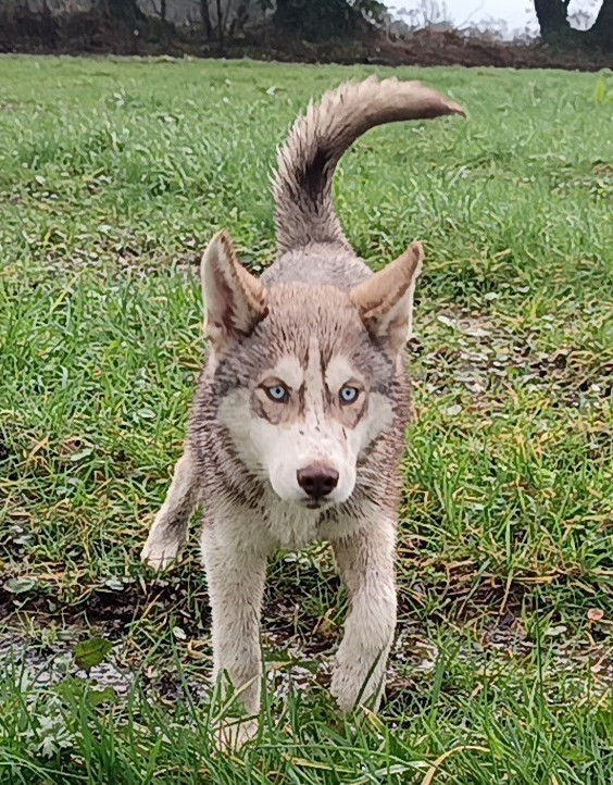 Le rappel en extérieur chiots en liberté