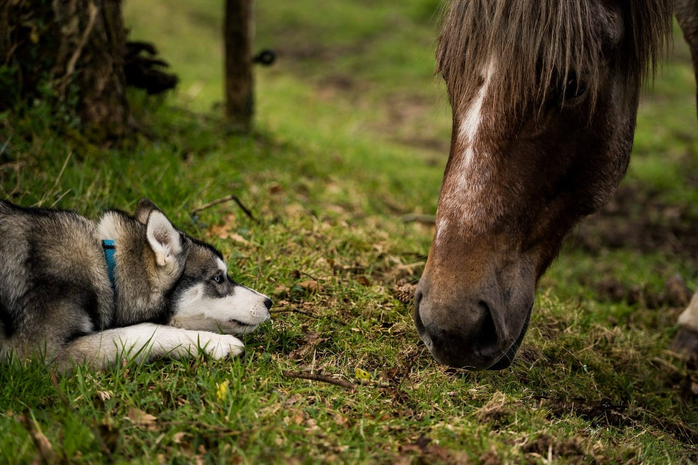 Chez leurs adoptants