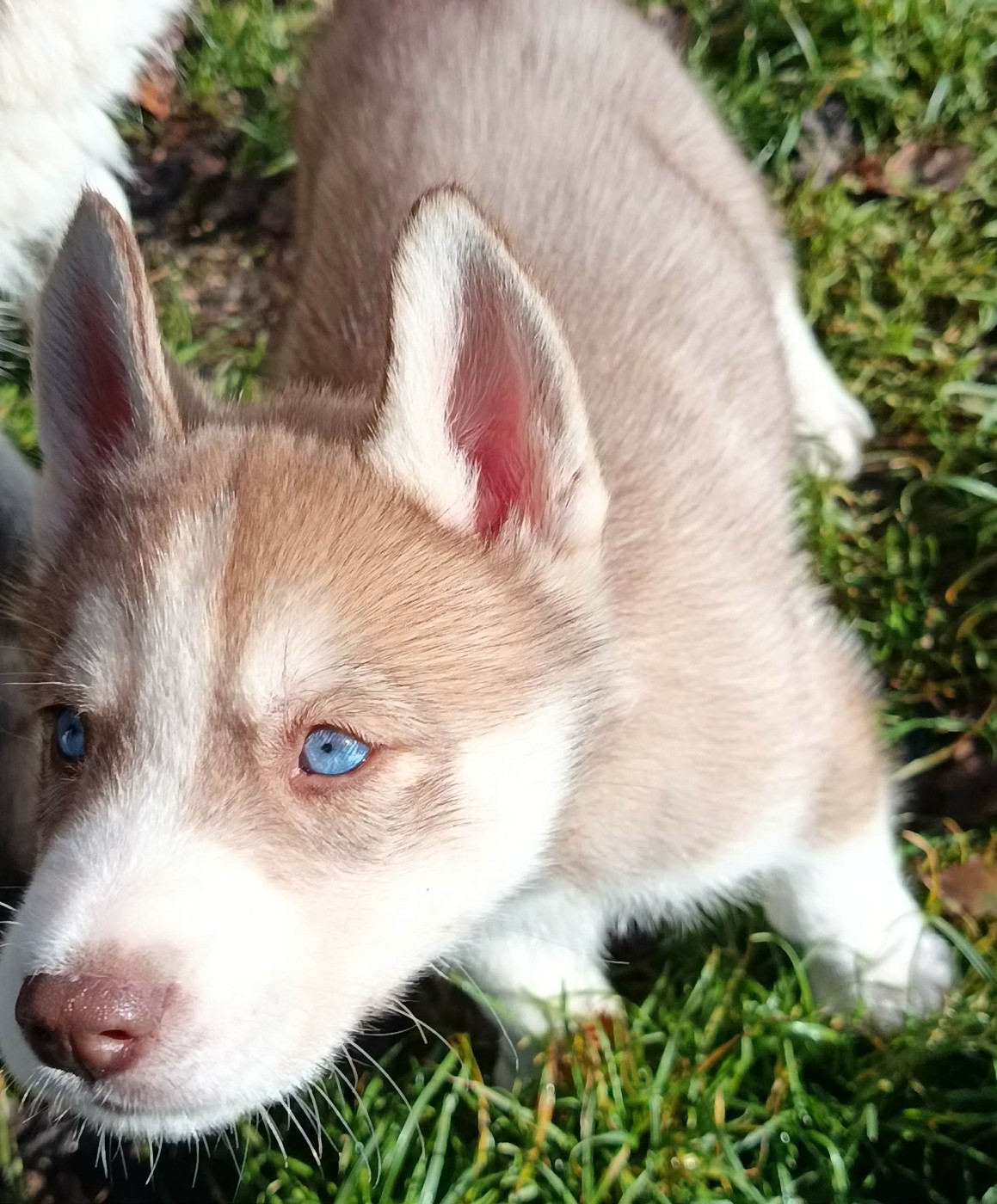 L'Ame Sauvage - Chiots disponibles - Siberian Husky