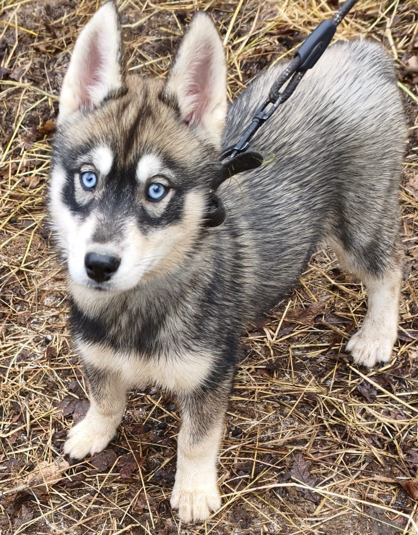 L'Ame Sauvage - Chiots disponibles - Siberian Husky