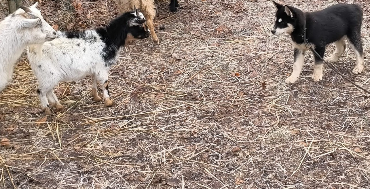 L'Ame Sauvage - Chiots disponibles - Siberian Husky