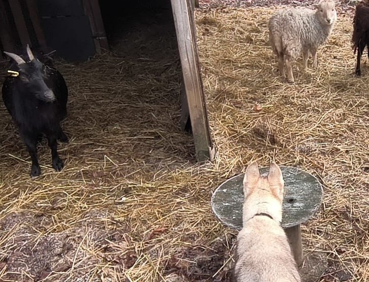 L'Ame Sauvage - Chiots disponibles - Siberian Husky