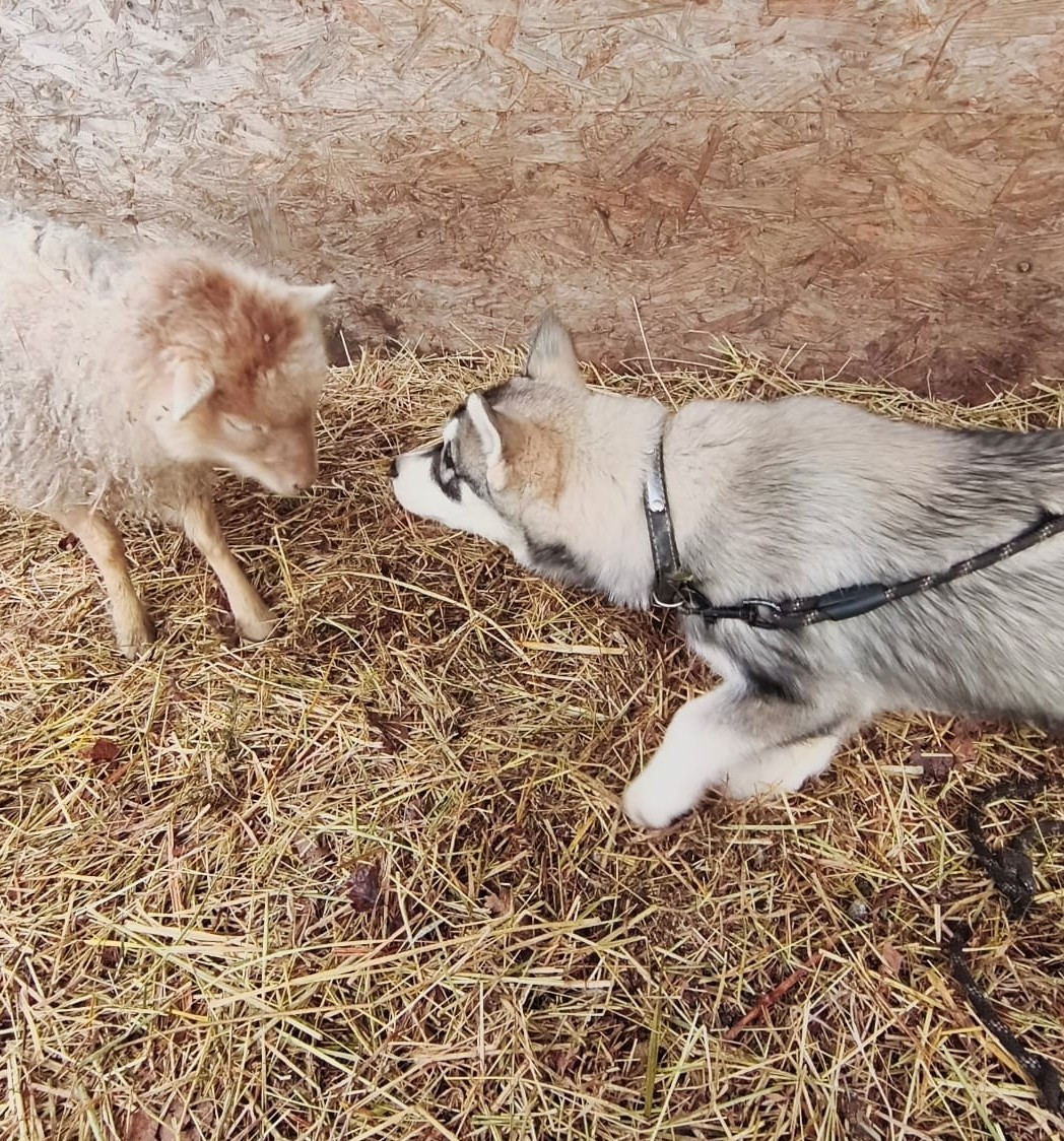 L'Ame Sauvage - Chiots disponibles - Siberian Husky