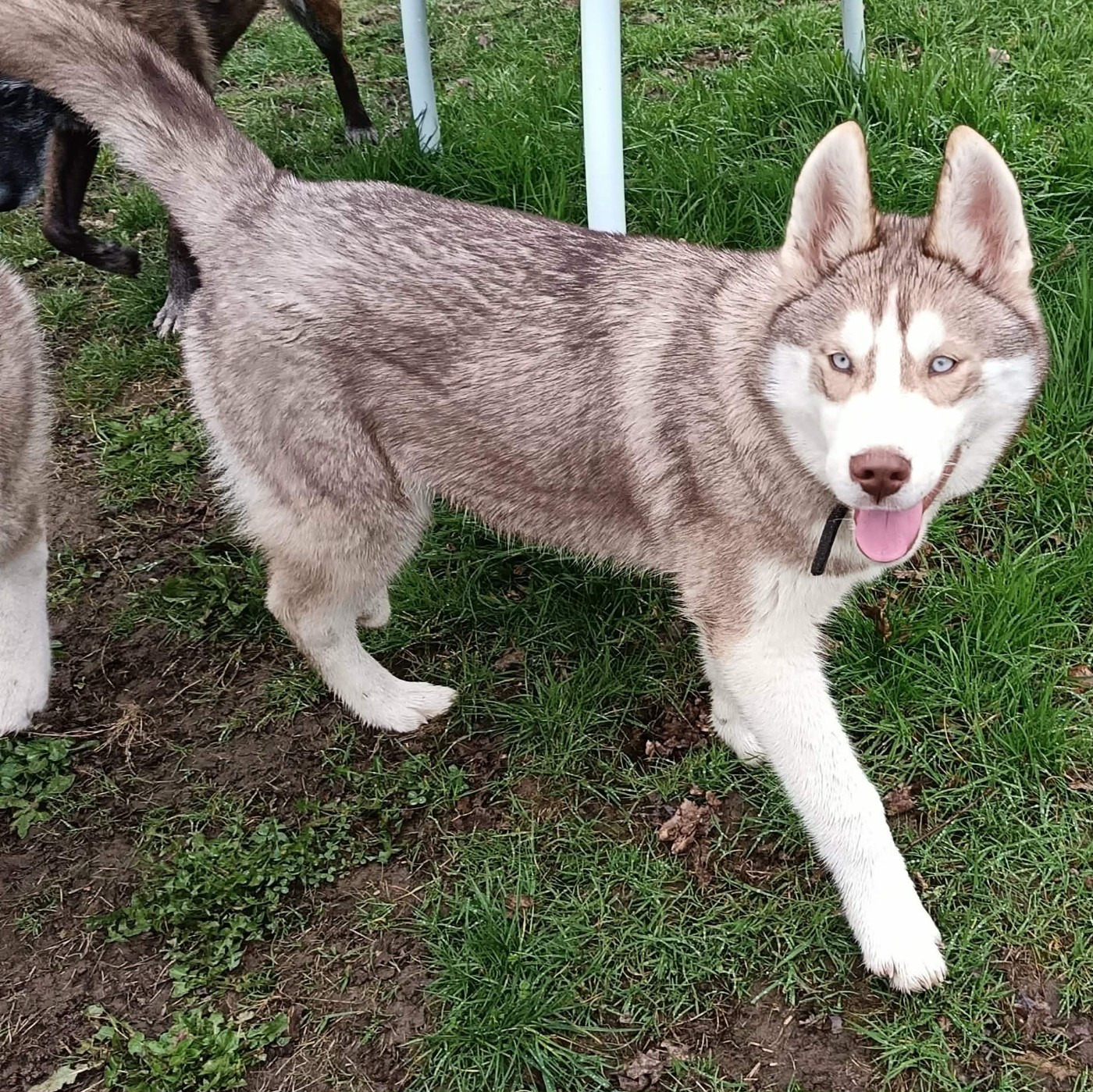 L'Ame Sauvage - Chiots disponibles - Siberian Husky