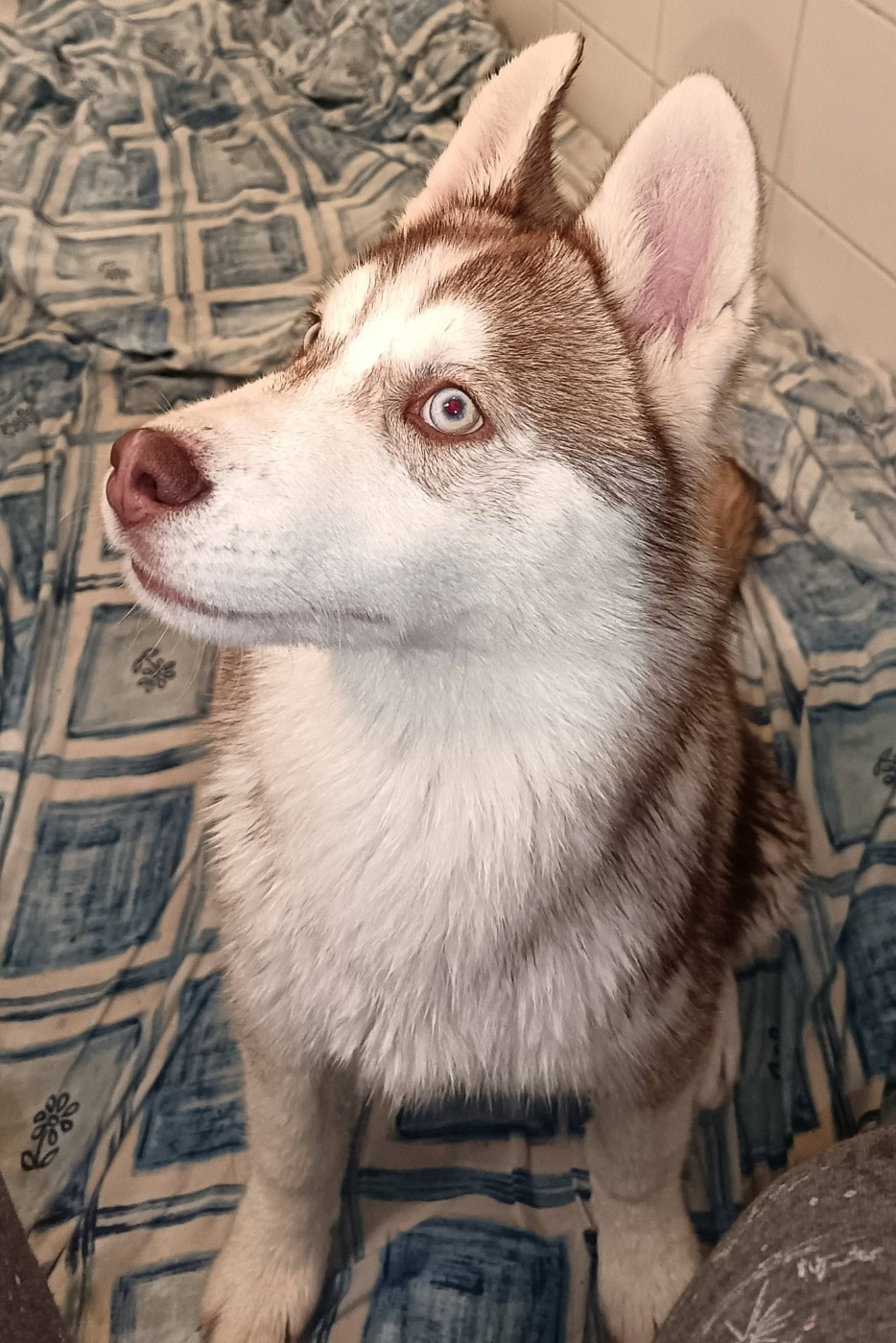 L'Ame Sauvage - Chiots disponibles - Siberian Husky