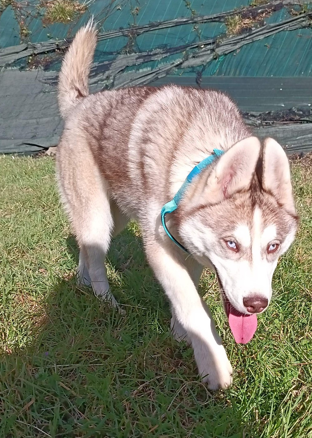 L'Ame Sauvage - Chiots disponibles - Siberian Husky