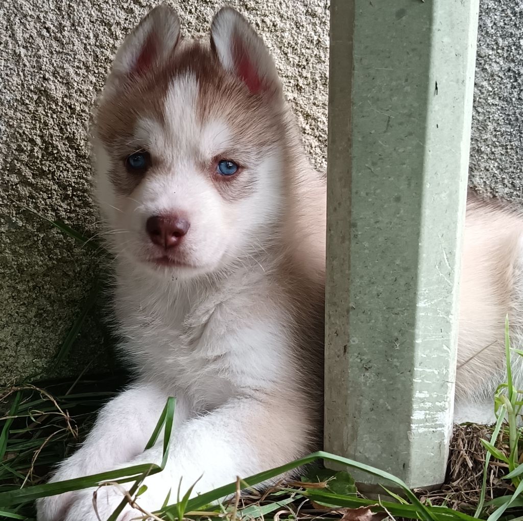 L'Ame Sauvage - Siberian Husky - Portée née le 06/10/2025